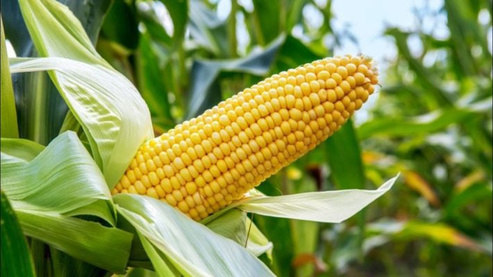 FG Releases Drought, Pest-Resistant Maize To Double Output