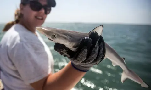 Sharks Off Brazil Coast Test Positive For Cocaine