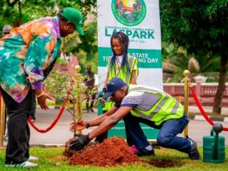 Climate Change: Lagos To Plant 20,000 Trees In One Year