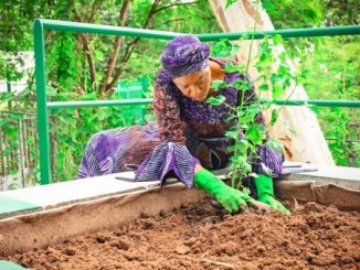 First Lady Unveils Vegetable Garden At State House (Picture)