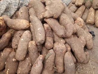 Hardship: Kaduna Residents Abandon Yam As 100 Tubers Sell For ₦1M