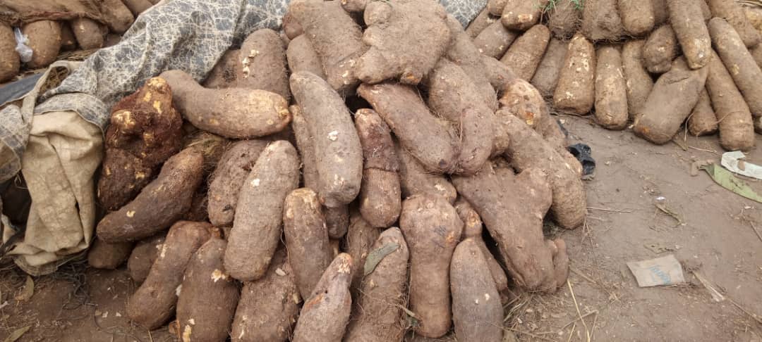 Hardship: Kaduna Residents Abandon Yam As 100 Tubers Sell For ₦1M