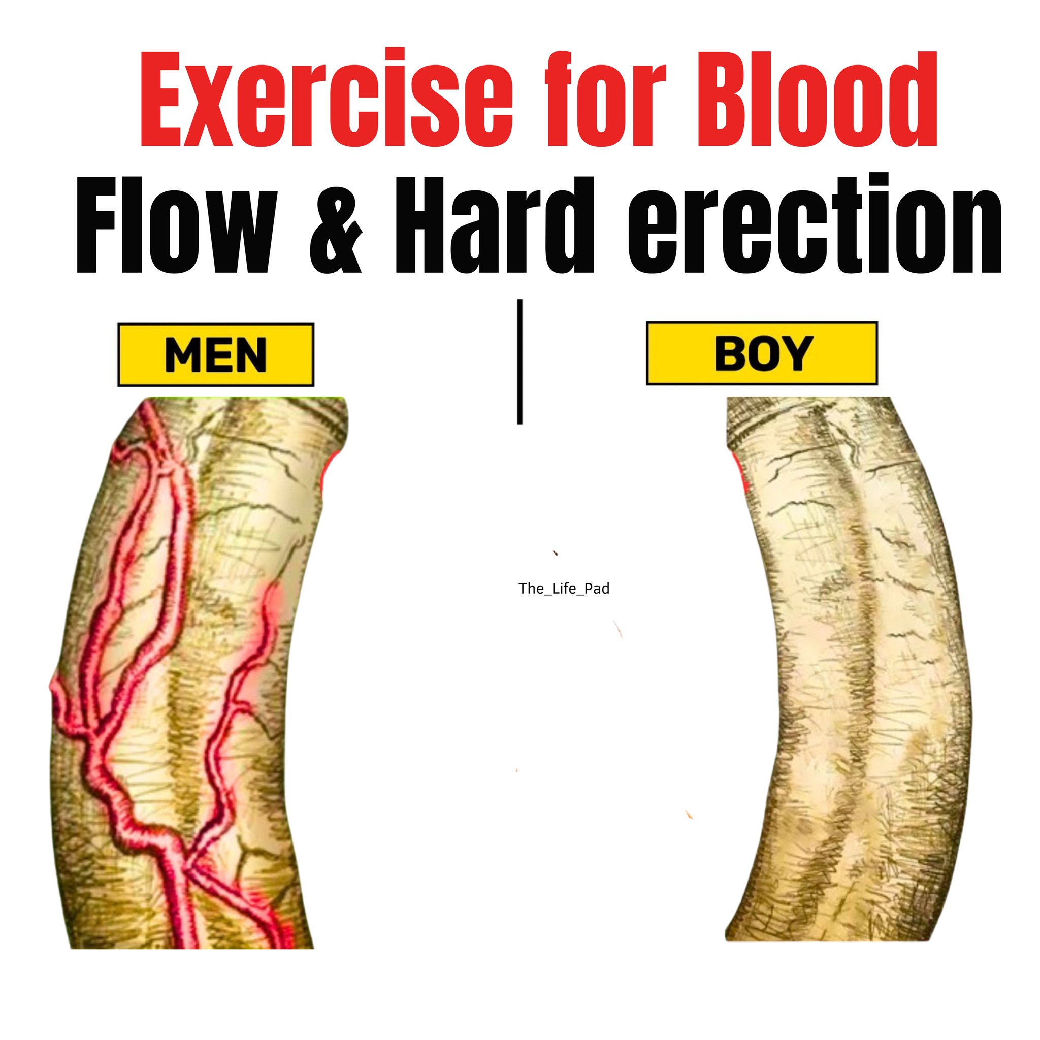 4 Exercise for Blood Flow and Hard Erection (Watch)