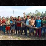 A 16-Foot Python Kills Indonesian Grandmother, Mob Carries Out Revenge (Photos)